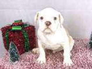 Bulldog Puppy for sale in Pontiac, MI, USA