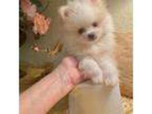 Pomeranian Puppy for sale in Dunnellon, FL, USA