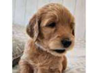 Goldendoodle Puppy for sale in Mullin, TX, USA