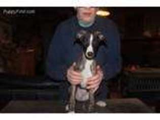 Whippet Puppy for sale in Sinks Grove, WV, USA