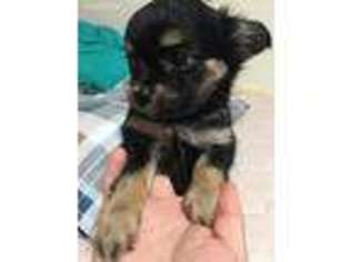 Chihuahua Puppy for sale in Flushing, NY, USA