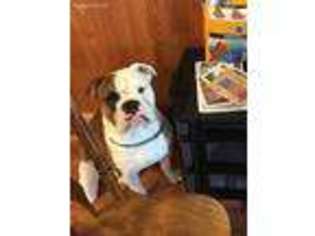 Olde English Bulldogge Puppy for sale in Bentleyville, PA, USA
