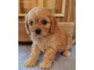 Cavapoo Puppy for sale in Huntland, TN, USA