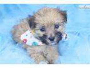 Shorkie Tzu Puppy for sale in Greensboro, NC, USA