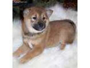 Shiba Inu Puppy for sale in Littlefield, AZ, USA