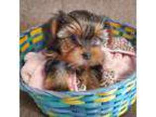 Yorkshire Terrier Puppy for sale in Vancouver, WA, USA