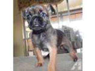 Brussels Griffon Puppy for sale in PORT RICHEY, FL, USA