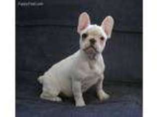 French Bulldog Puppy for sale in Danville, PA, USA