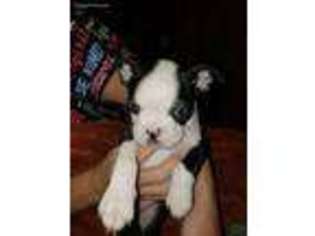 Boston Terrier Puppy for sale in Modesto, CA, USA