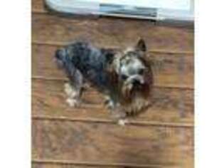 Yorkshire Terrier Puppy for sale in Corydon, IN, USA