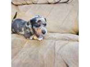Dachshund Puppy for sale in Glennville, GA, USA