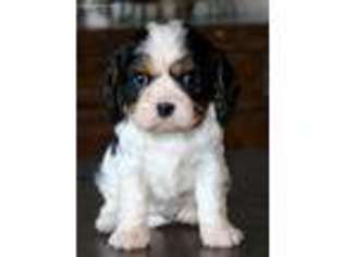 Cavalier King Charles Spaniel Puppy for sale in Aurora, SD, USA