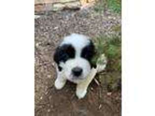Saint Bernard Puppy for sale in Toccoa, GA, USA