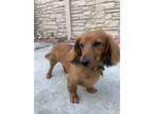 Dachshund Puppy for sale in Corona, NY, USA