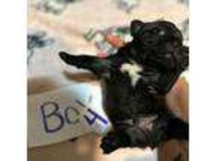 French Bulldog Puppy for sale in Stanardsville, VA, USA