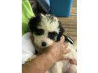 Cavapoo Puppy for sale in Crestview, FL, USA