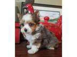 Yorkshire Terrier Puppy for sale in Drexel, MO, USA