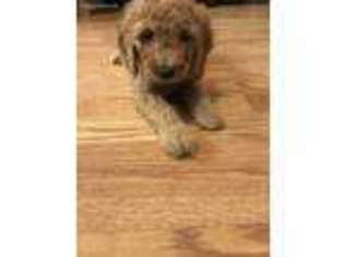 Goldendoodle Puppy for sale in Elk Grove, CA, USA