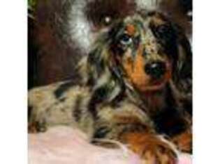 Dachshund Puppy for sale in Maiden, NC, USA