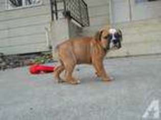 Bulldog Puppy for sale in GARNER, IA, USA
