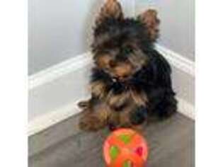 Yorkshire Terrier Puppy for sale in Jacksonville, FL, USA