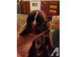 Boston Terrier Puppy for sale in SAINT REGIS, MT, USA