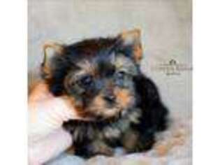 Yorkshire Terrier Puppy for sale in Marmaduke, AR, USA