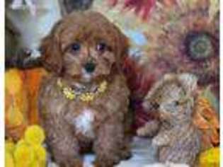 Cavapoo Puppy for sale in Queens Village, NY, USA
