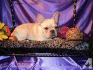 French Bulldog Puppy for sale in HOMEWORTH, OH, USA