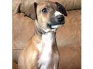 Italian Greyhound Puppy for sale in Huntsville, OH, USA