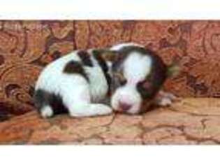 Yorkshire Terrier Puppy for sale in Litchfield Park, AZ, USA