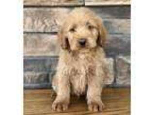 Labradoodle Puppy for sale in Butler, OH, USA