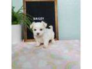 Maltese Puppy for sale in Topeka, IN, USA