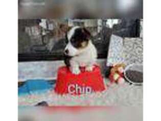 Pembroke Welsh Corgi Puppy for sale in Plano, IL, USA