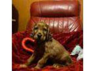 Irish Setter Puppy for sale in Smithfield, UT, USA