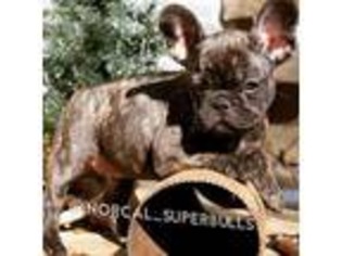 French Bulldog Puppy for sale in Paradise, CA, USA