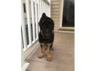 German Shepherd Dog Puppy for sale in Revere, MA, USA