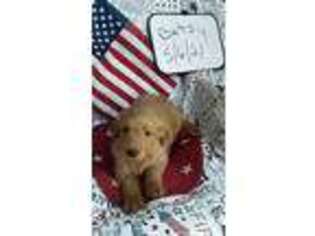 Goldendoodle Puppy for sale in Machias, NY, USA