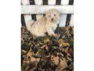 Havanese Puppy for sale in Kenney, IL, USA