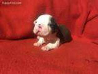 Boston Terrier Puppy for sale in Rolla, MO, USA