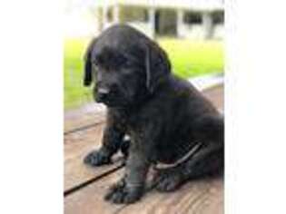 Labrador Retriever Puppy for sale in Lovelady, TX, USA