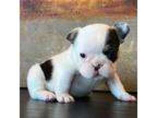 French Bulldog Puppy for sale in Laurens, IA, USA