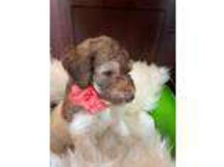 Mutt Puppy for sale in Jamestown, ND, USA