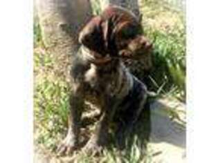 German Shorthaired Pointer Puppy for sale in Moreno Valley, CA, USA