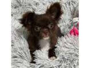 Chihuahua Puppy for sale in Iva, SC, USA