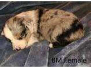Miniature Australian Shepherd Puppy for sale in Chatsworth, GA, USA