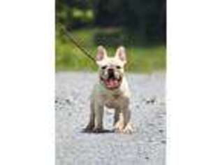French Bulldog Puppy for sale in Strasburg, VA, USA
