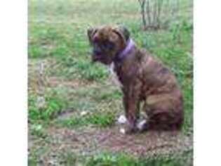 Boxer Puppy for sale in Leominster, MA, USA