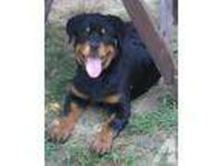 Rottweiler Puppy for sale in GOLD HILL, NC, USA