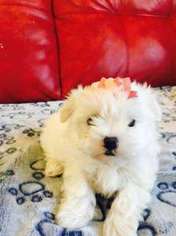 Maltese Puppy for sale in Palm Springs, CA, USA